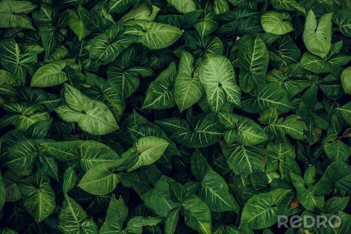 Fotobehang Expressieve groene bladeren
