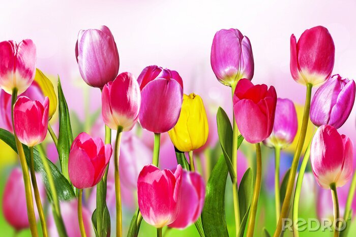 Fotobehang Expressieve kleuren van tulpen
