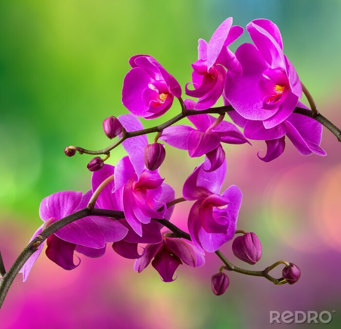 Fotobehang Expressieve orchidee op een wazige achtergrond