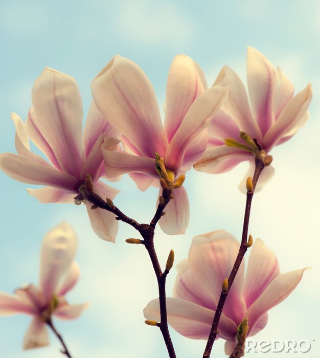 Fotobehang Expressieve roze magnolia's