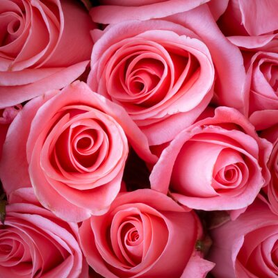 Fotobehang Expressieve roze rozen