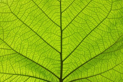 Extreme dichte omhooggaande textuur van groene bladaders