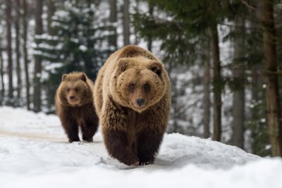 Familie beer in het bos van de winter