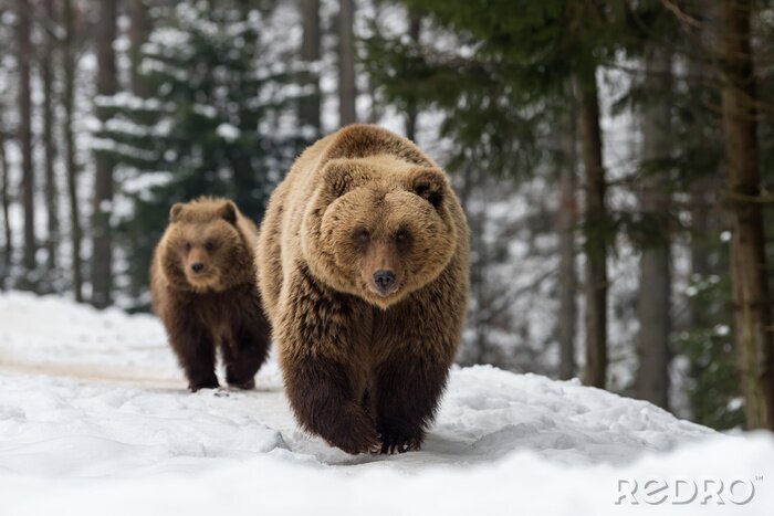Fotobehang Familie beer in het bos van de winter
