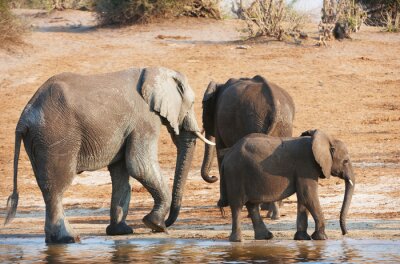 Fotobehang Familie van Afrikaanse olifanten
