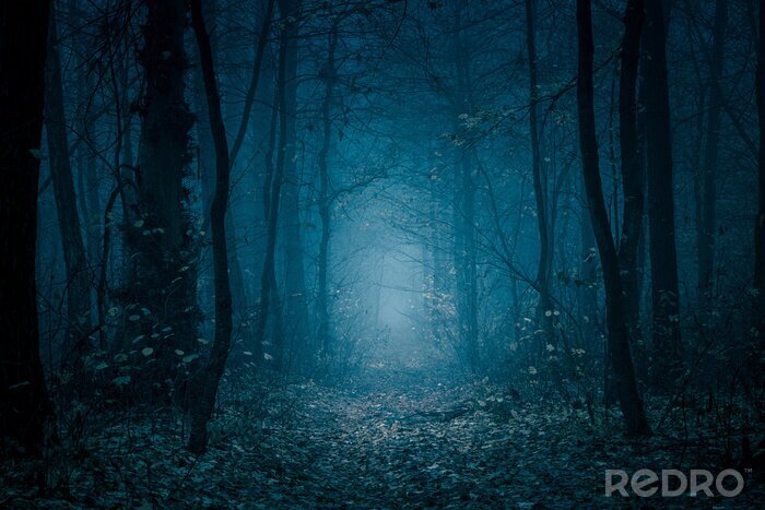 Fotobehang Fantasie mistig blauw bos