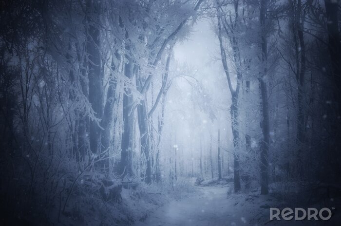 Fotobehang Fantasie winters bos