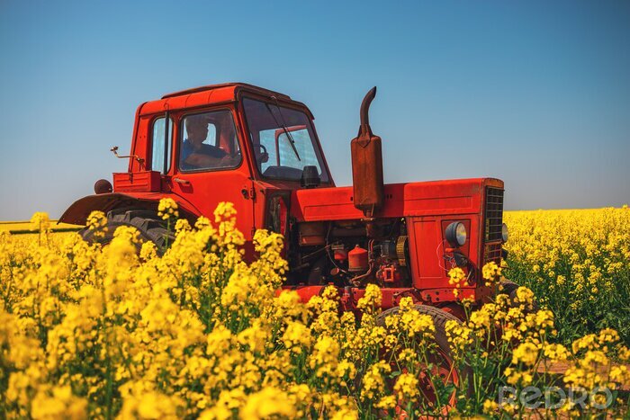 Fotobehang Farm tractor in a rapeseed field and blue sky, beautiful spring day