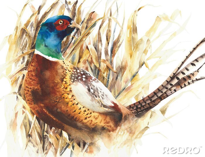 Fotobehang Fazant vogel