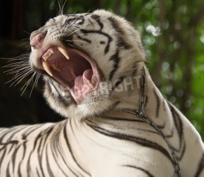 Fotobehang Felle tijger in de jungle