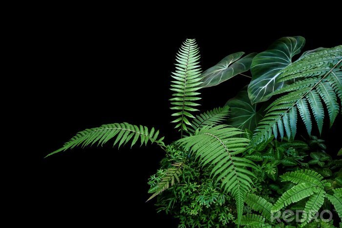 Fotobehang Fern fronds, philodendron leaves (Philodendron gloriosum) and tropical foliage rainforest plants bush on black background.