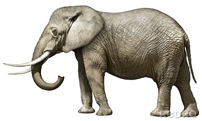 Fotobehang Figuur van Afrikaanse olifant