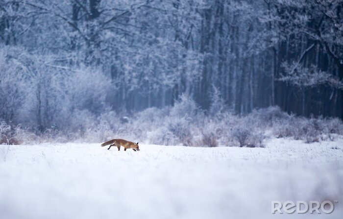Fotobehang Figuur van een vos in een besneeuwd bos