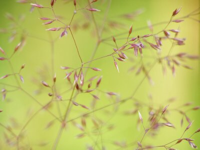 Fotobehang Fijn gras in close-up
