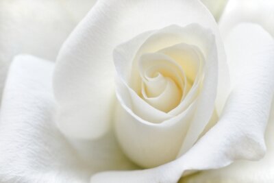 Fotobehang Fijne witte roos