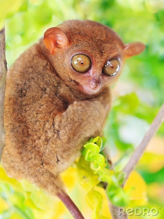 Fotobehang Filippijnse tarsier