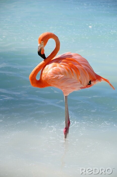 Fotobehang Flamingo in blauw water