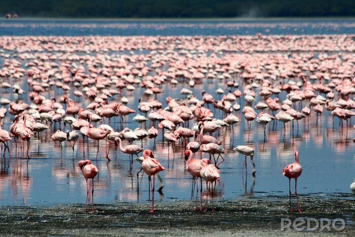 Fotobehang Flamingo kolonie