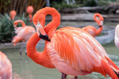 Fotobehang Flamingo met roze veren