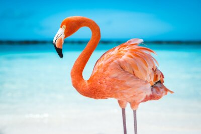 Flamingo op een achtergrond van blauw water