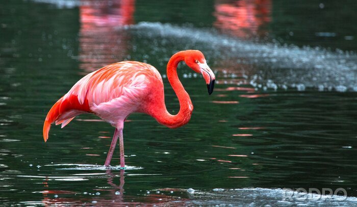 Fotobehang Flamingo op een achtergrond van groen water