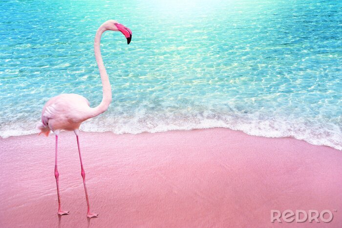 Fotobehang Flamingo op een roze strand