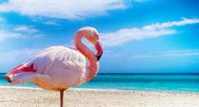 Fotobehang Flamingo op exotisch Cuba