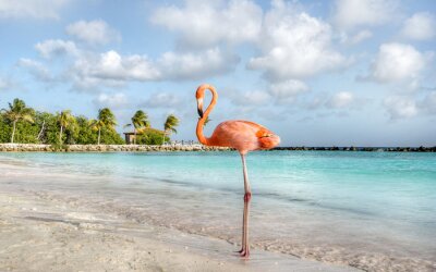 Fotobehang Flamingo op het eiland Aruba