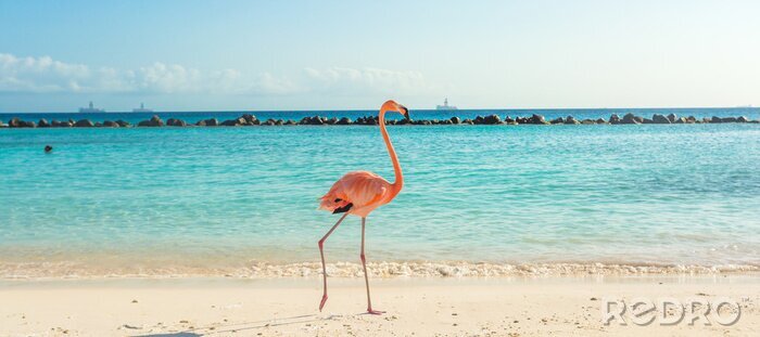 Fotobehang Flamingo op het strand in Aruba