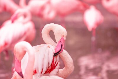 Flamingo op wazige achtergrond
