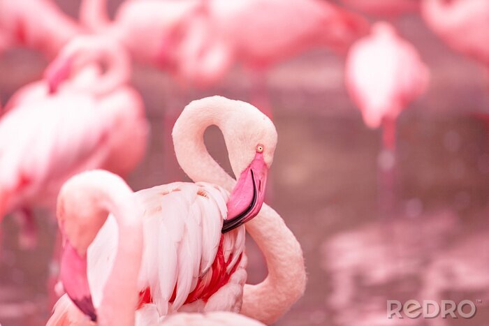 Fotobehang Flamingo op wazige achtergrond