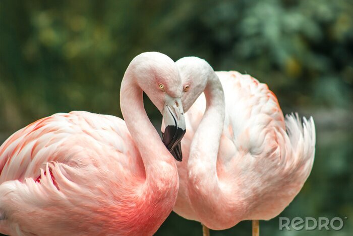 Fotobehang Flamingo's die elkaar omhelzen