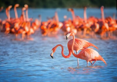 Flamingo's in blauw water