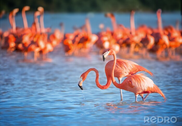 Fotobehang Flamingo's in blauw water