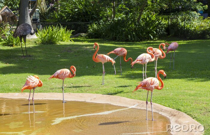 Fotobehang Flamingo's in de Hawaiiaanse dierentuin
