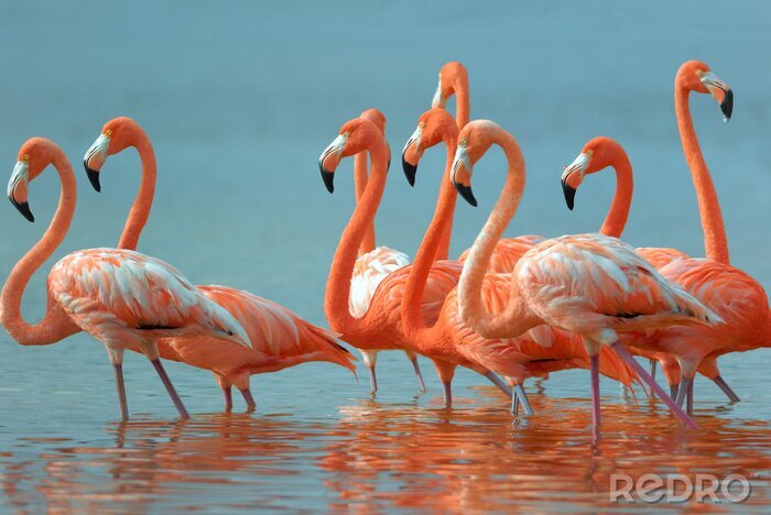 Fotobehang Flamingo's in de rivier