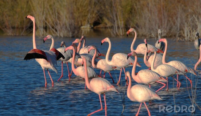 Fotobehang Flamingo's in donkerblauw water