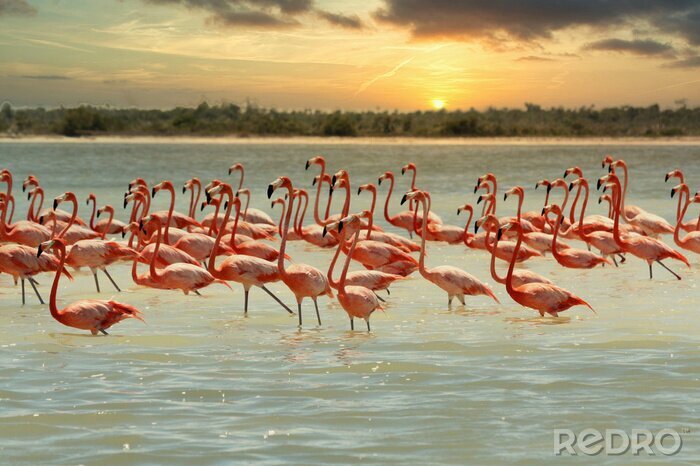 Fotobehang Flamingo's in een baai