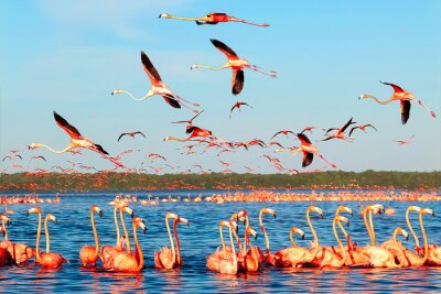 Fotobehang Flamingo's in een baai in Mexico