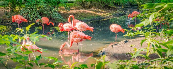 Fotobehang Flamingo's in een groene tuin
