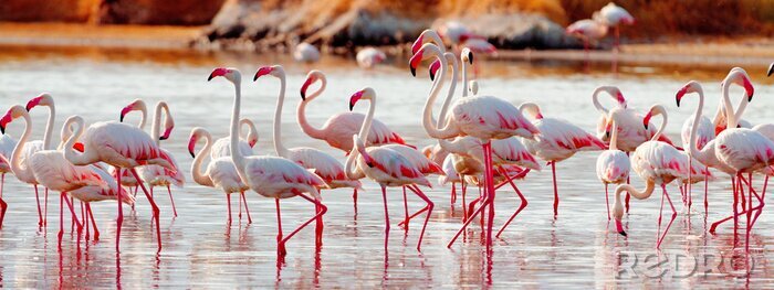 Fotobehang Flamingo's in het meer van Bogoria