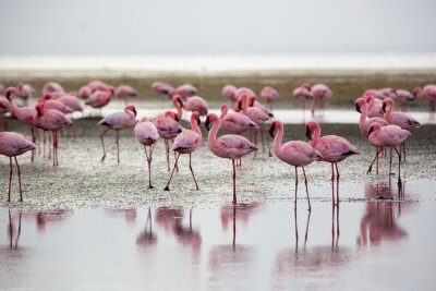 Flamingo's in Wallis Bay, Namibië, Afrika