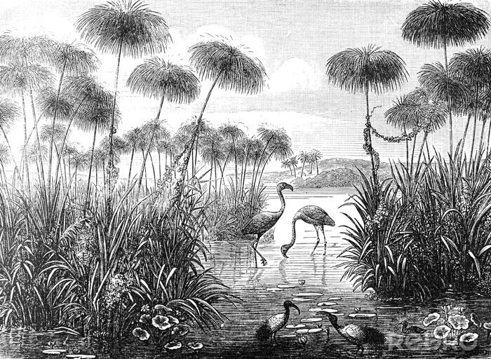 Fotobehang Flamingo's in water zwart-wit schets