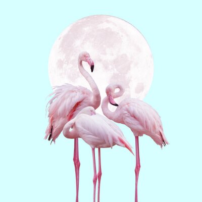 Flamingo's op de achtergrond van de maan