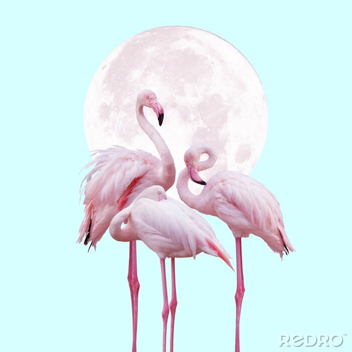 Fotobehang Flamingo's op de achtergrond van de maan