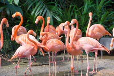 Fotobehang Flamingo's op een achtergrond van planten