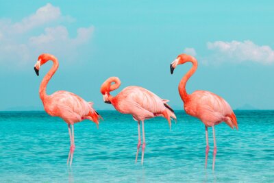 Fotobehang Flamingo's op een achtergrond van turkoois water