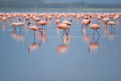 Flamingo's op een bevlekt meer