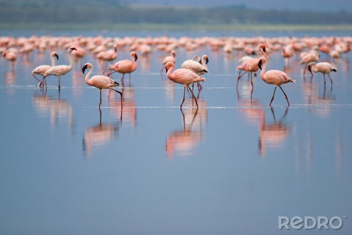 Fotobehang Flamingo's op een bevlekt meer