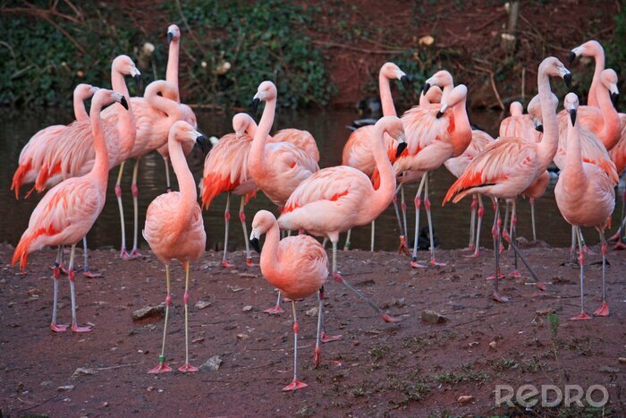 Fotobehang Flamingo's op een donkere achtergrond
